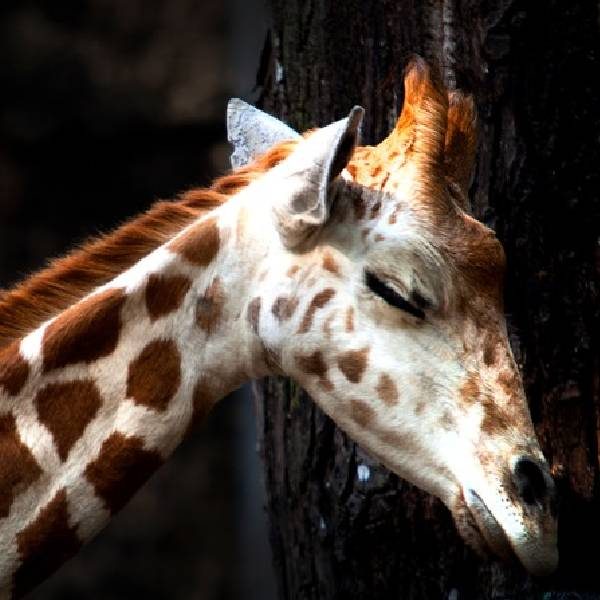 girafas dormem mobile