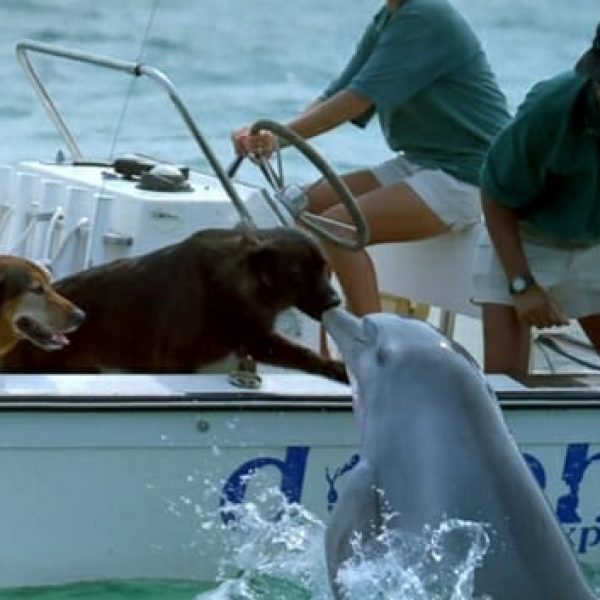 golfinho e cão 01