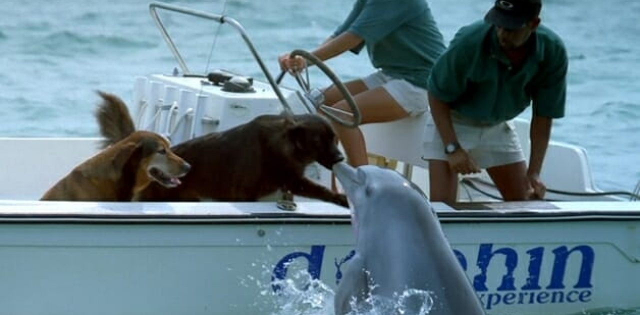 golfinho e cão 01