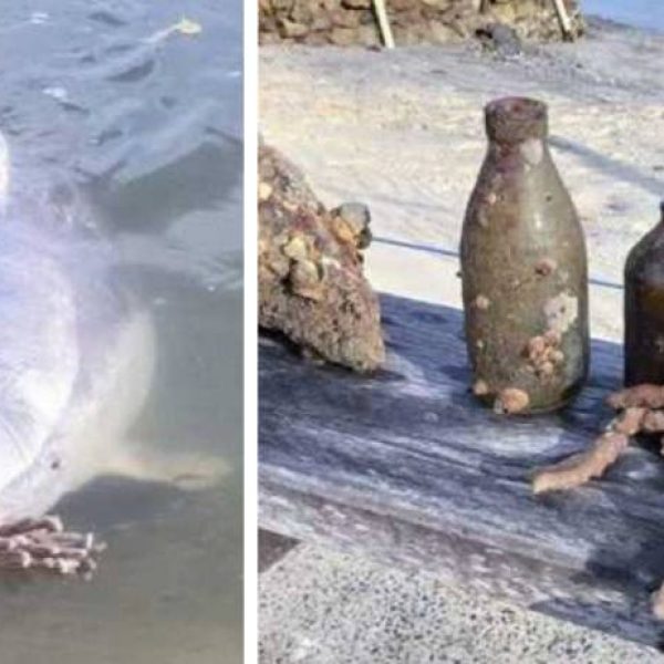 golfinho na praia capa