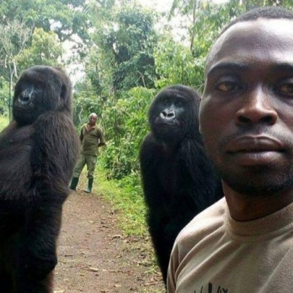 gorilas do Congo 01