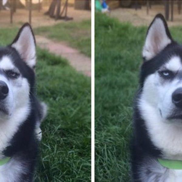 husky