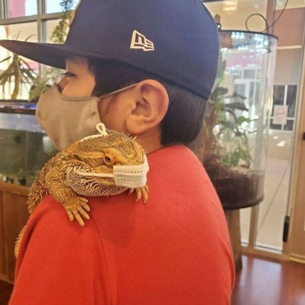 imagens de animais 07