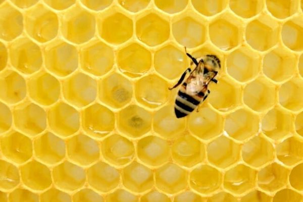 importância da abelha 03