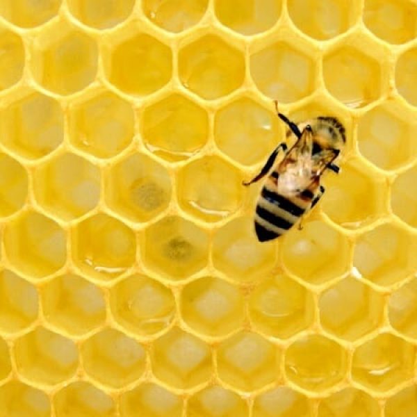 importância da abelha 03