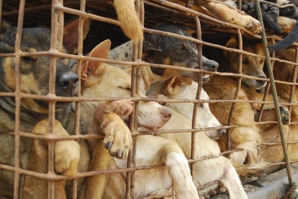 inferno vivido por cães capa