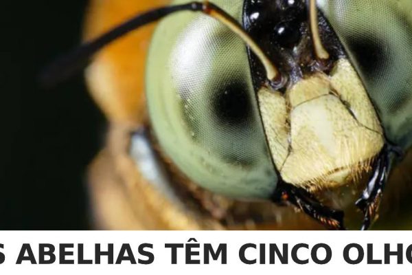informações interessantes capa
