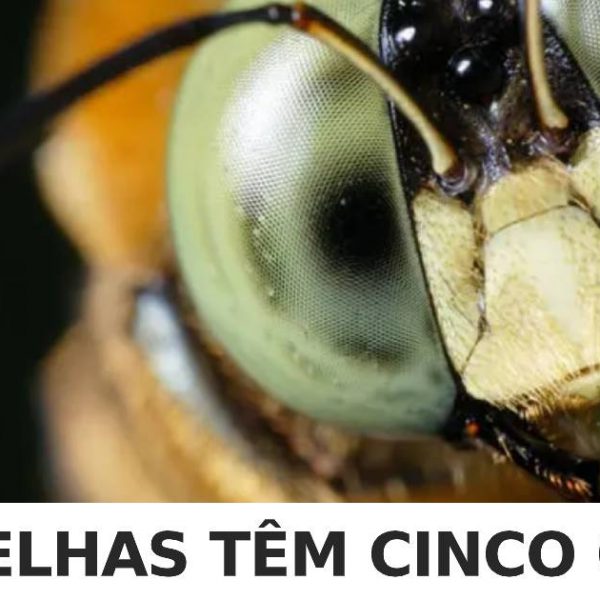 informações interessantes capa