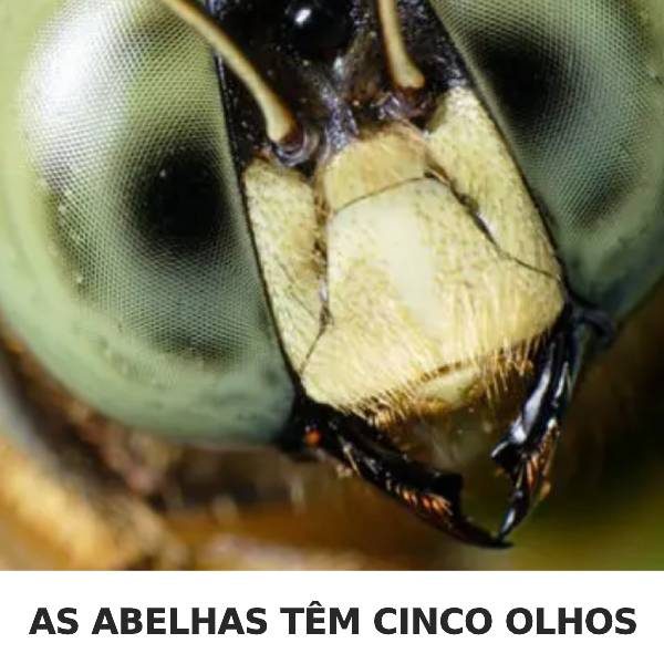informações interessantes mobile