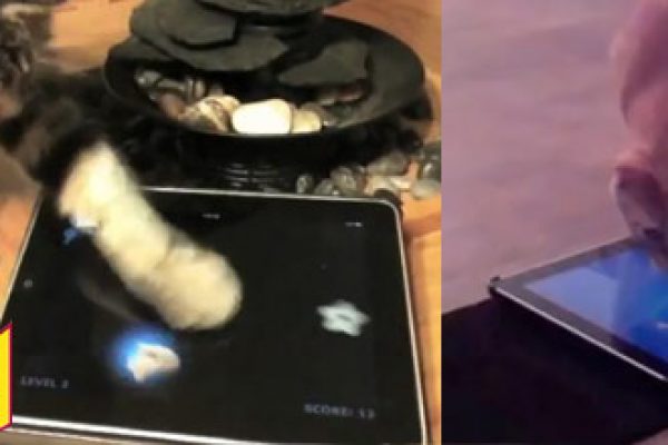 ipad-cat-gato