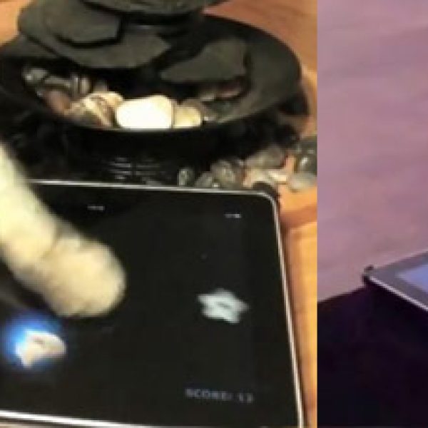 ipad-cat-gato