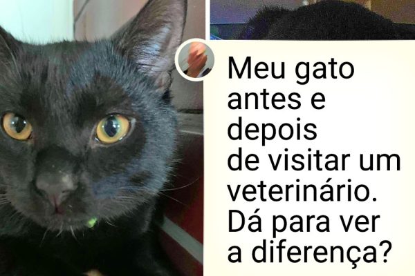ir ao veterinário capa