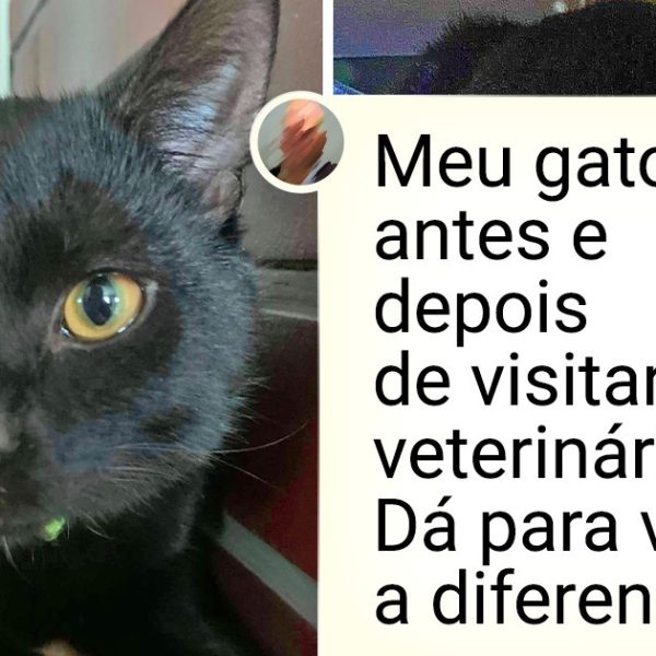 ir ao veterinário capa
