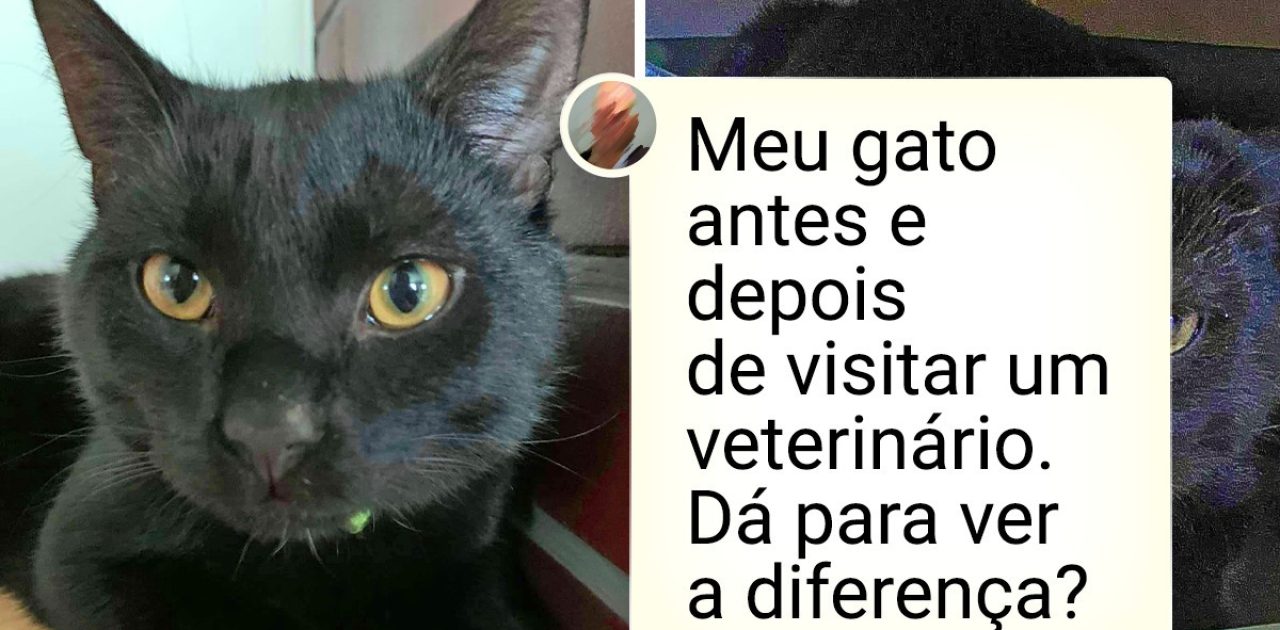 ir ao veterinário capa