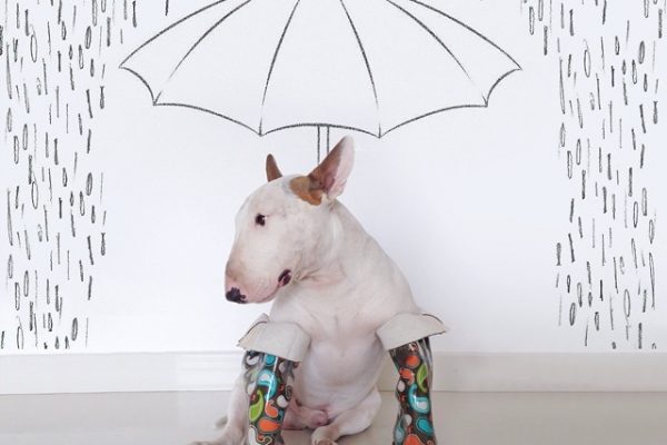 jimmy-choo-bull-terrier-illustrations-rafael-mantesso-10