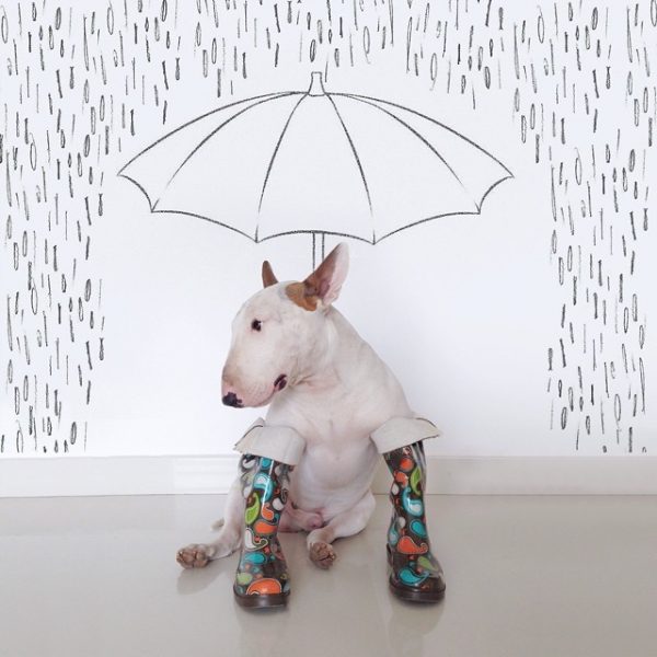 jimmy-choo-bull-terrier-illustrations-rafael-mantesso-10