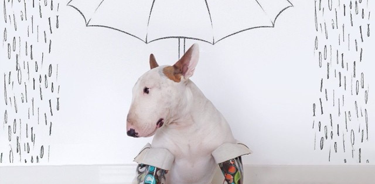 jimmy-choo-bull-terrier-illustrations-rafael-mantesso-10