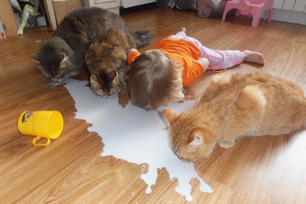 kids-act-like-animals-cats__605