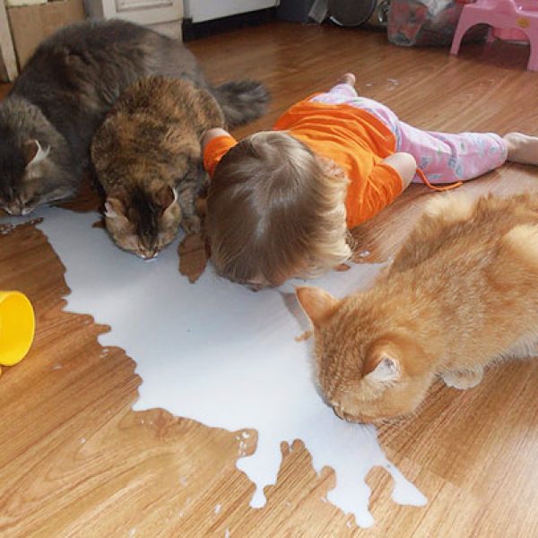 kids-act-like-animals-cats__605
