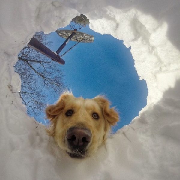 labrador 03