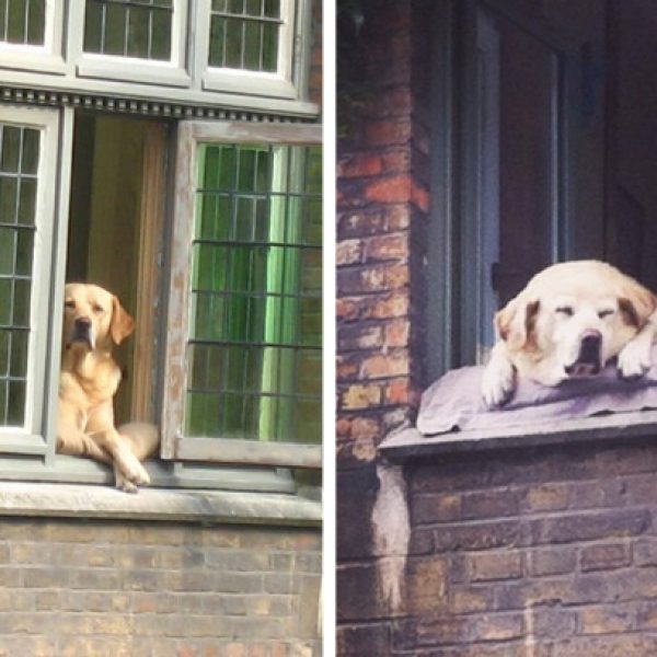 labrador famoso capa