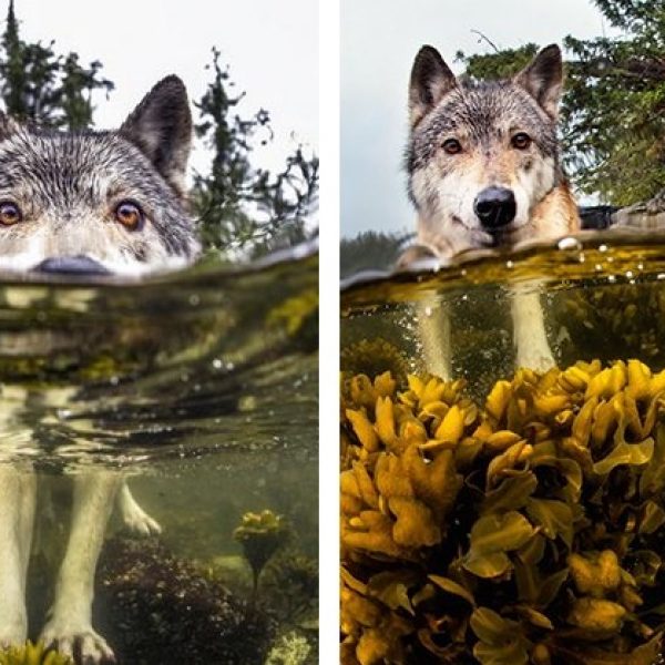 lobos marítimos capa