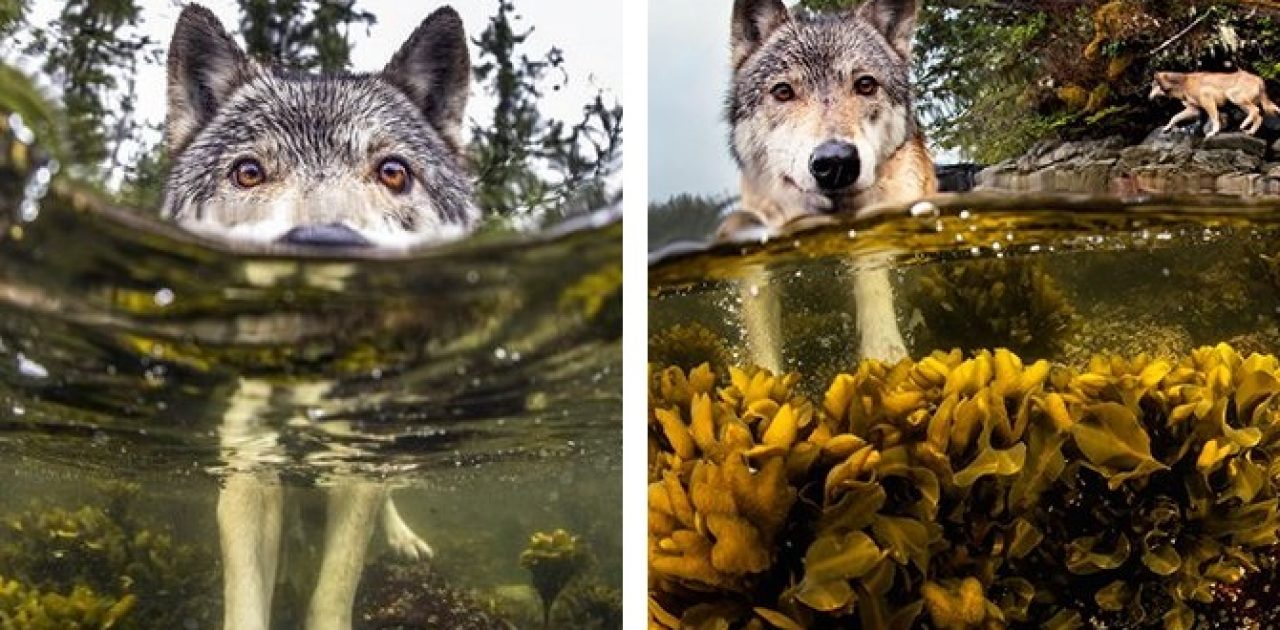 lobos marítimos capa