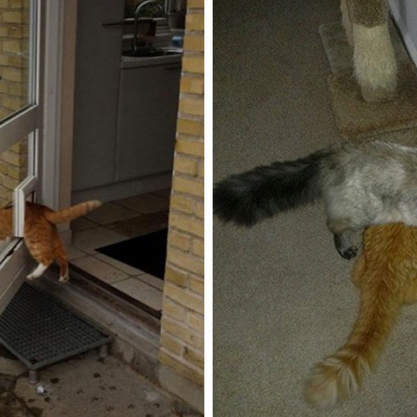 logica-dos-gatos