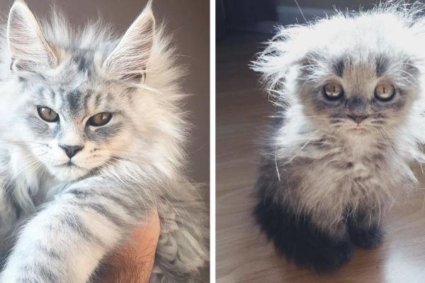 maine coons capa