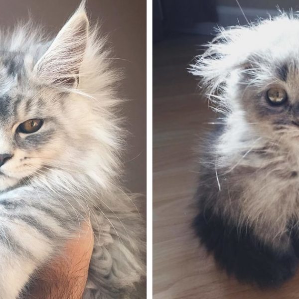 maine coons capa