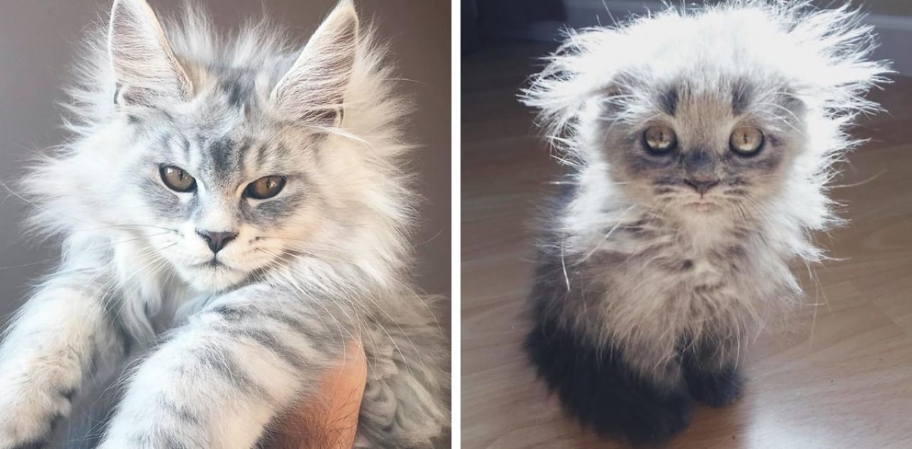 maine coons capa