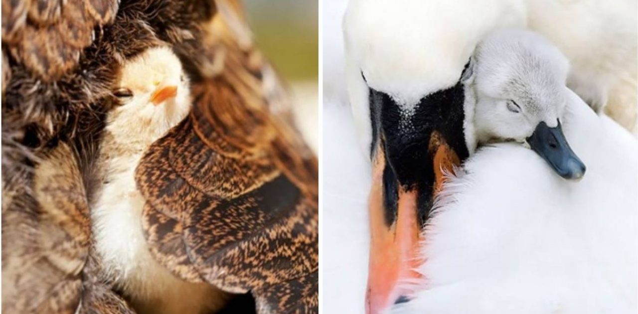 mamães aves capa