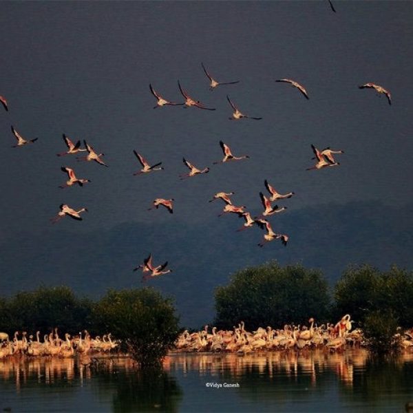 mil flamingos 03