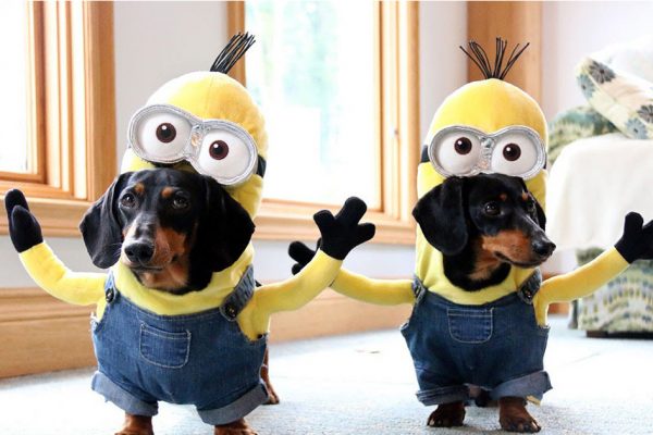 minion-weiner-dog-crusoe-dachshund-fb