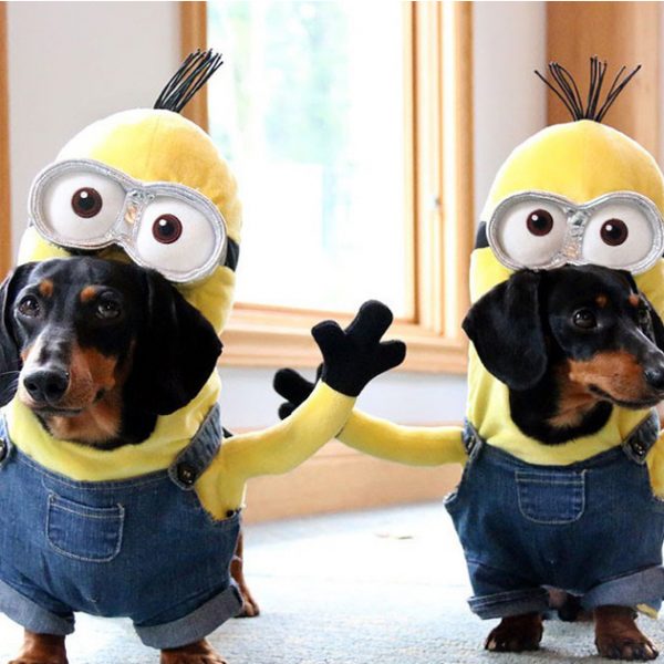 minion-weiner-dog-crusoe-dachshund-fb