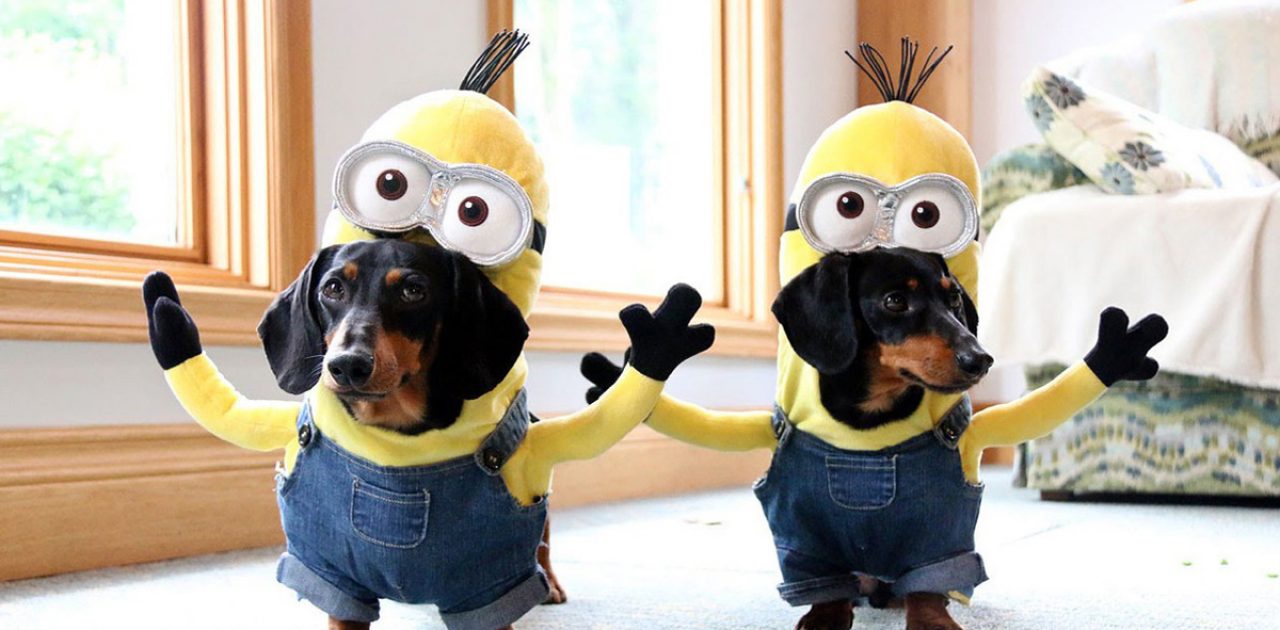 minion-weiner-dog-crusoe-dachshund-fb