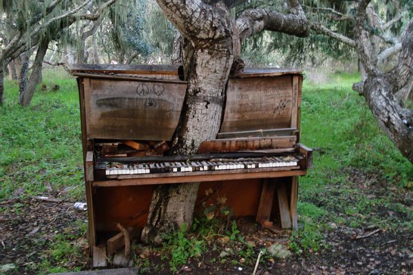 A ávore de piano, Califórnia.