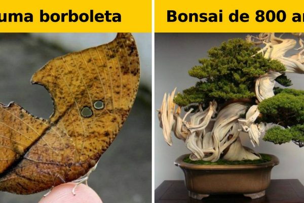 natureza artista capa