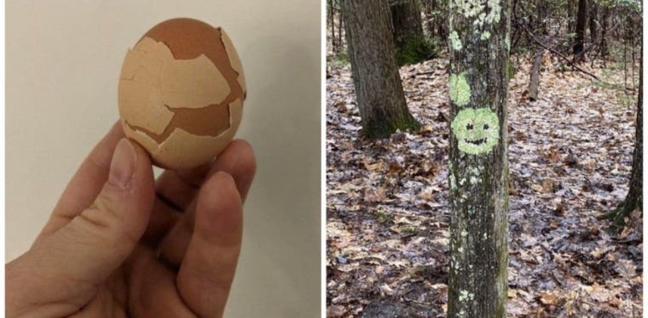 natureza com humor capa