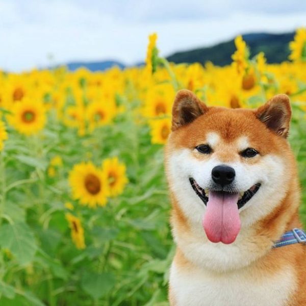 no meio das flores 08