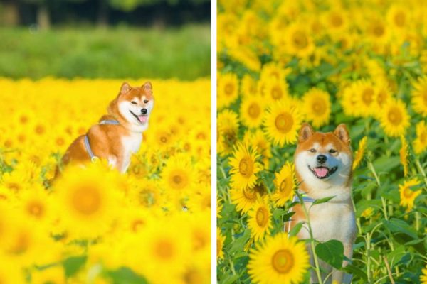 no meio das flores capa