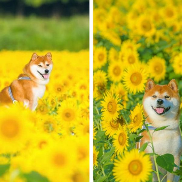 no meio das flores capa