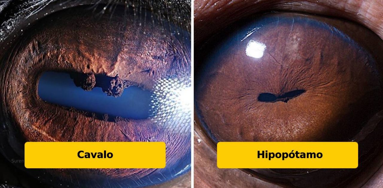 olhos de animais capa