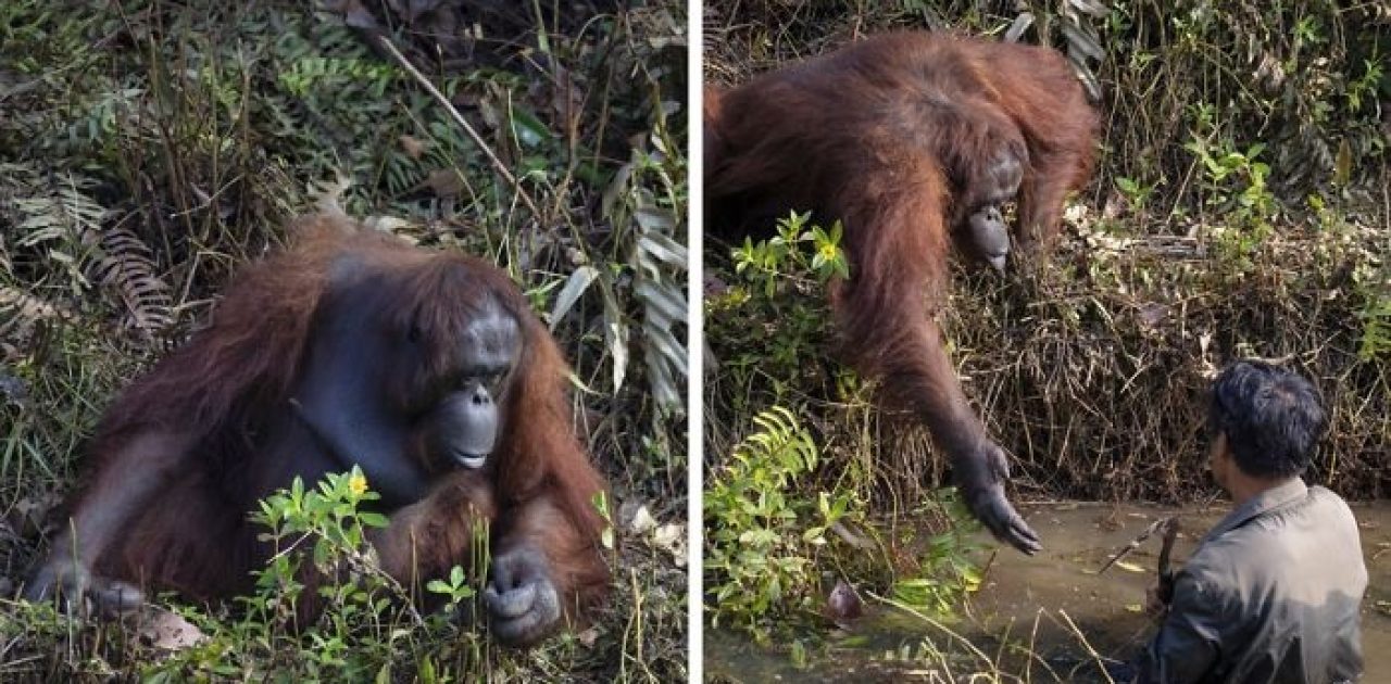 orangotango capa