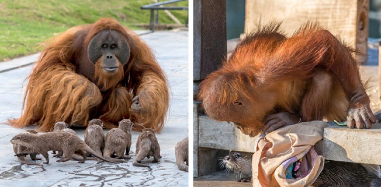 orangotango e lontra capa