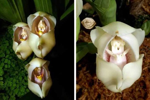 orquídea com bebê capa