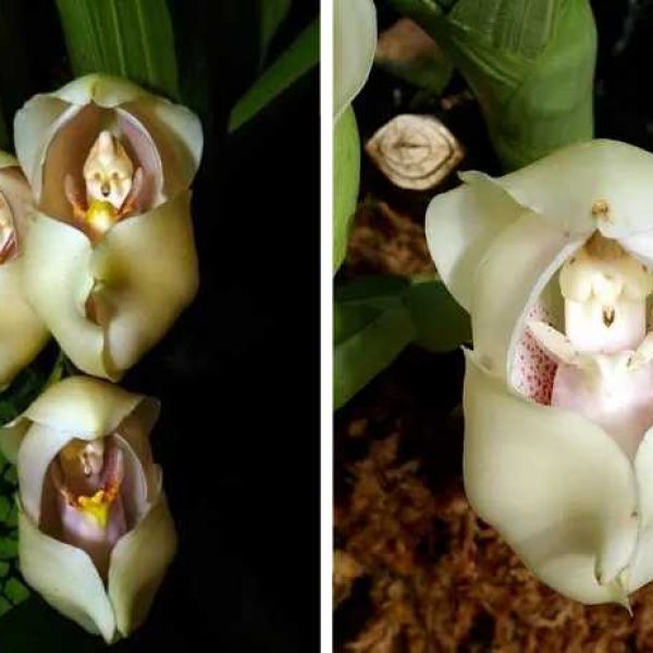 orquídea com bebê capa