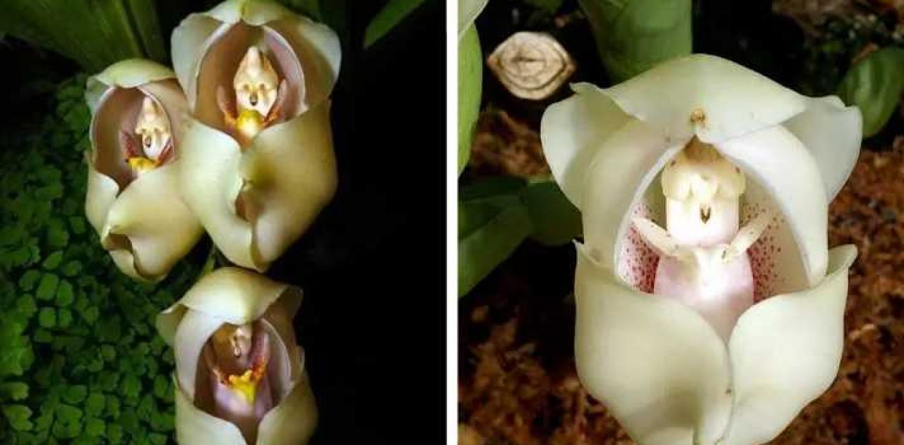 orquídea com bebê capa