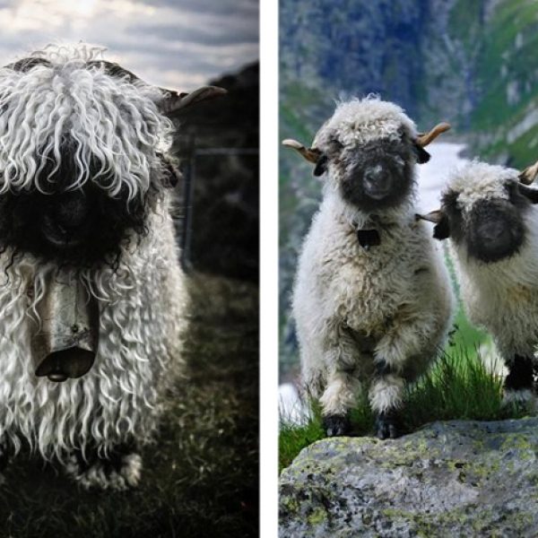 ovelhas diferentes capa