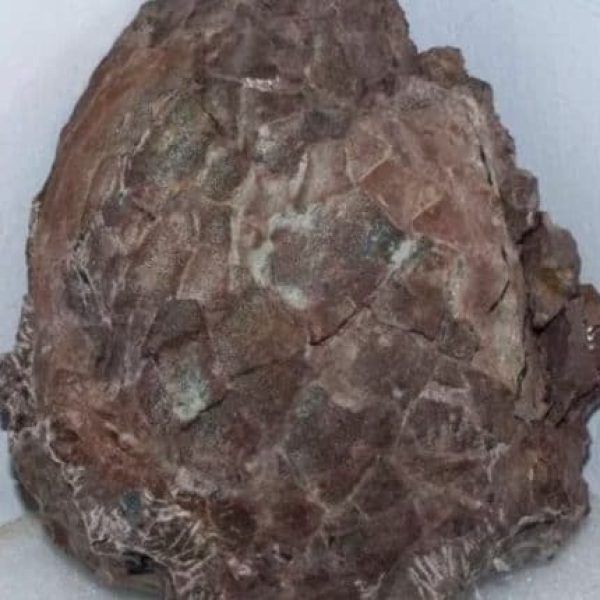 ovos de dinossauro capa